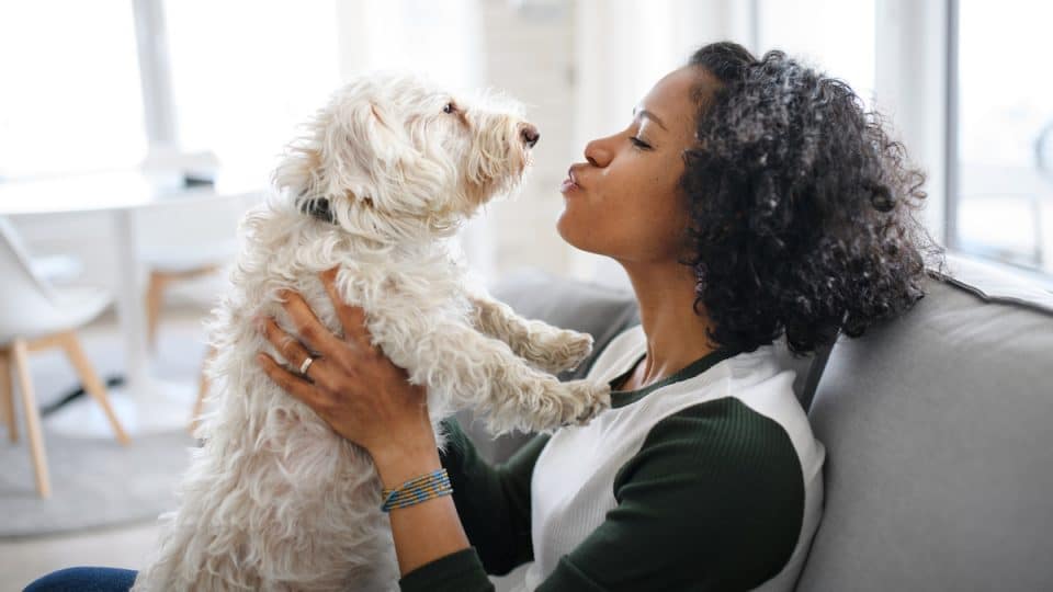 7 Creative Gift Ideas for Dog Lover You Need to See - Panvola